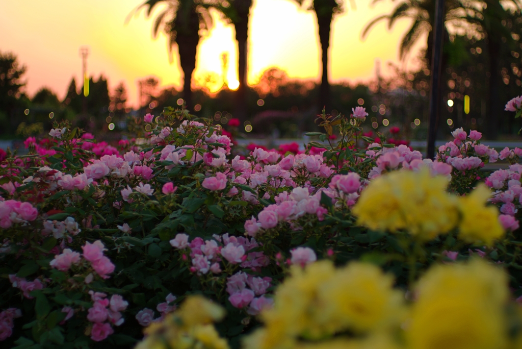 夕焼け薔薇　1