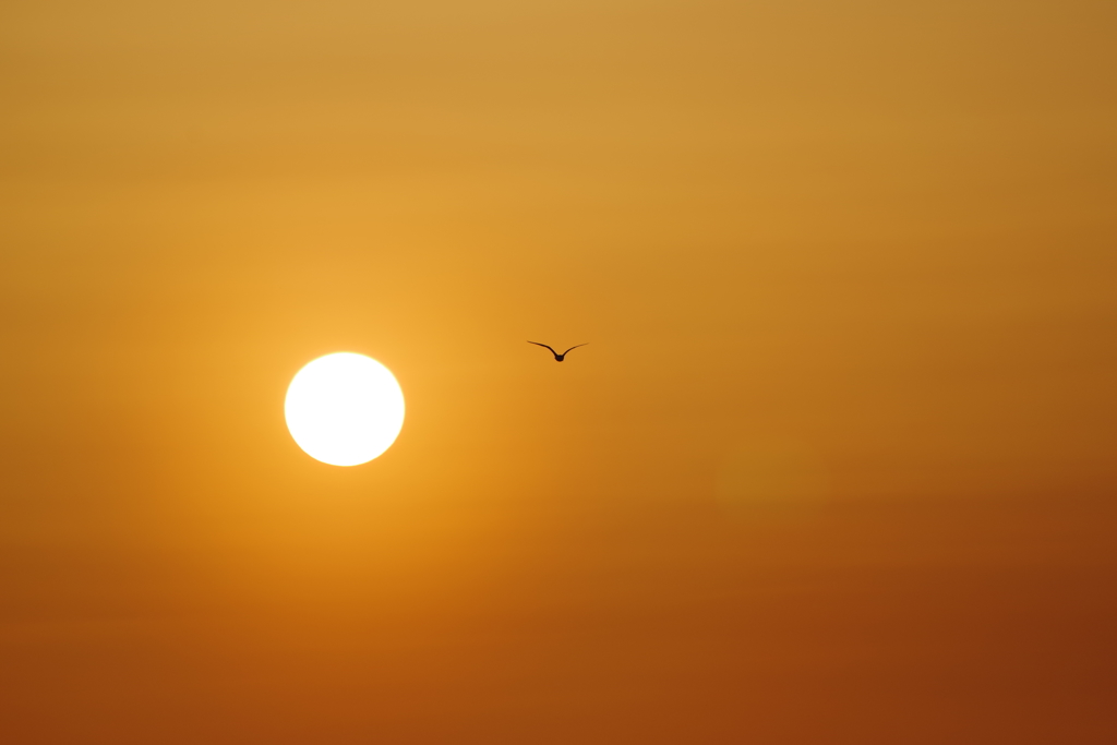 夕日と鳥2