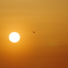 夕日と鳥2