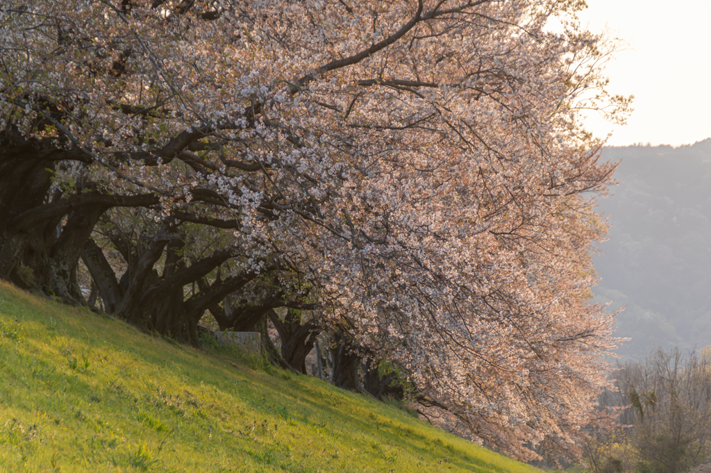 桜の思い出　2