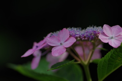 紫陽花ピンク