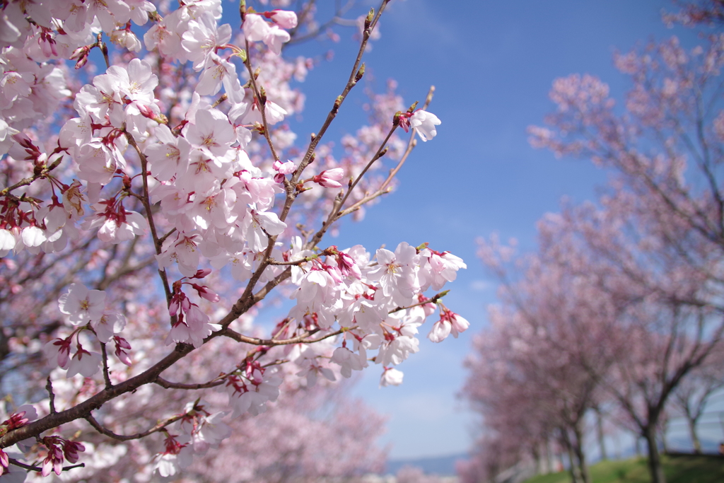 桜photo3