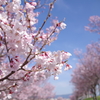 桜photo3