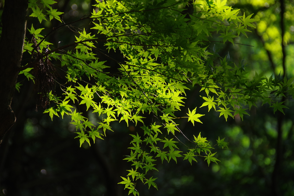 新緑　若草山　2