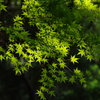 新緑　若草山　2