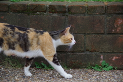 ねこあるく