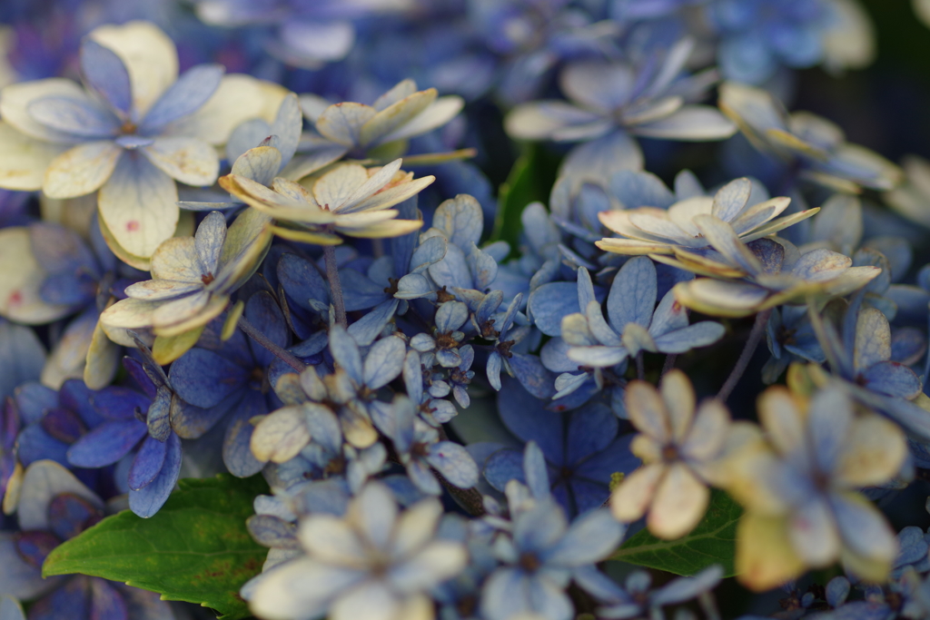 6月29日紫陽花4