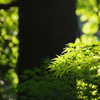 新緑　若草山　1