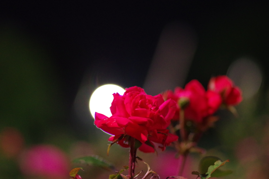 光と薔薇2
