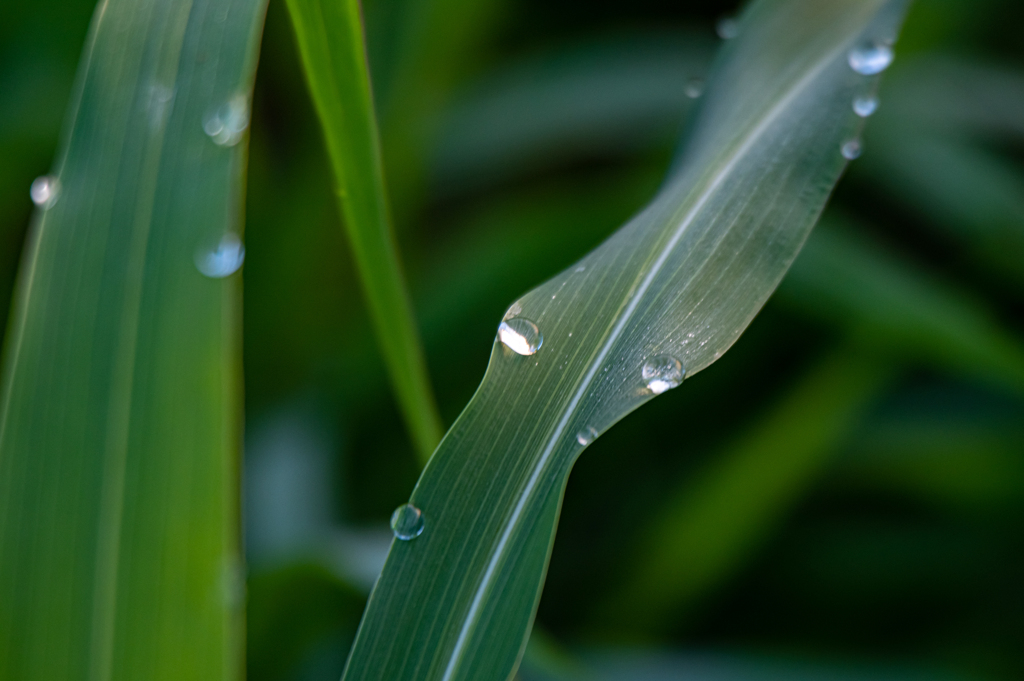 朝日に輝く水滴