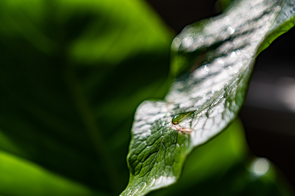 梅雨ですね　1