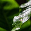 梅雨ですね　1