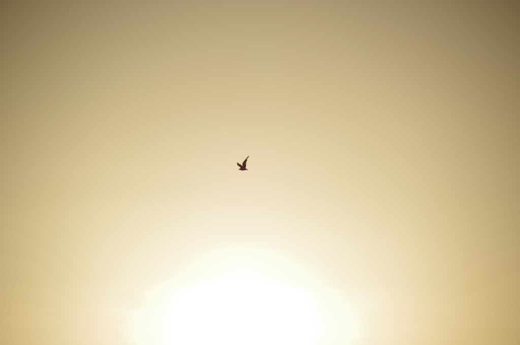 夕日飛行1