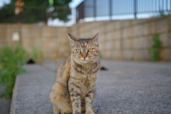 夕日とねこ1