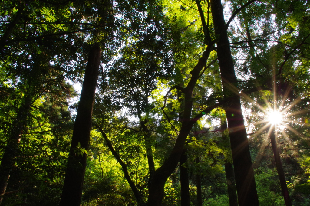 新緑　若草山　3