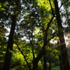 新緑　若草山　3