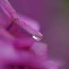6月29日紫陽花1