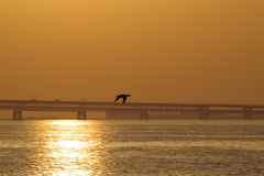 夕焼け飛行2