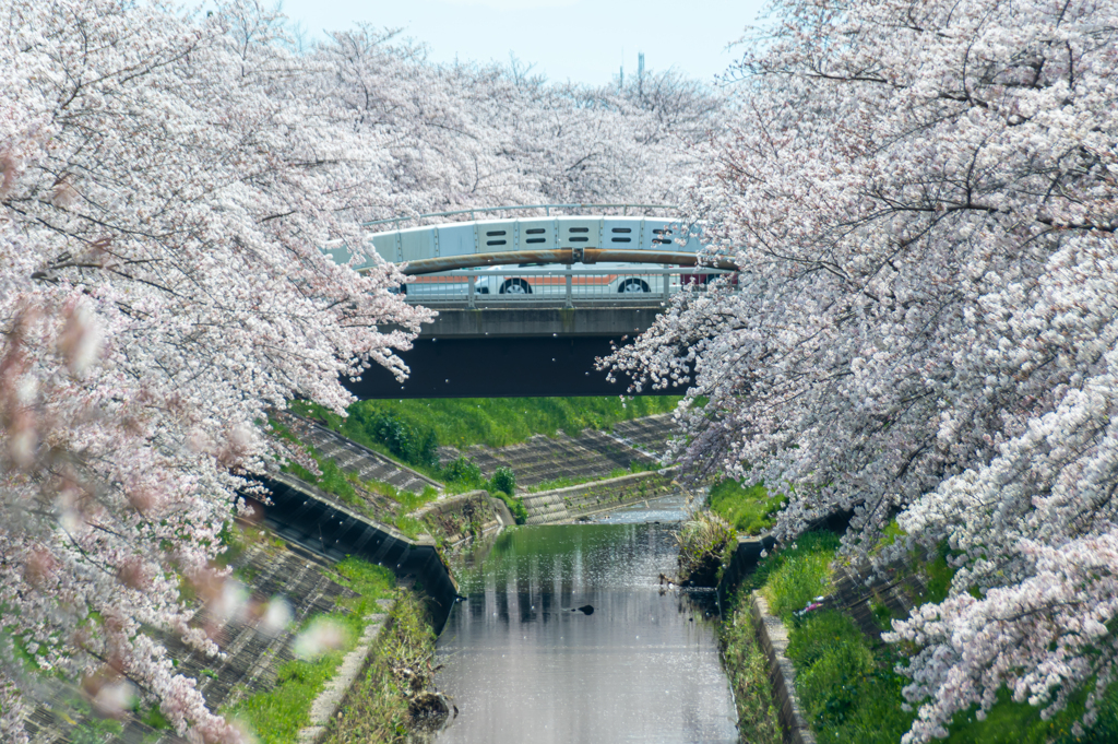 お花見　3