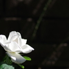 薔薇　白