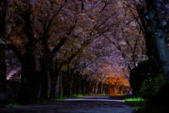 夜桜３
