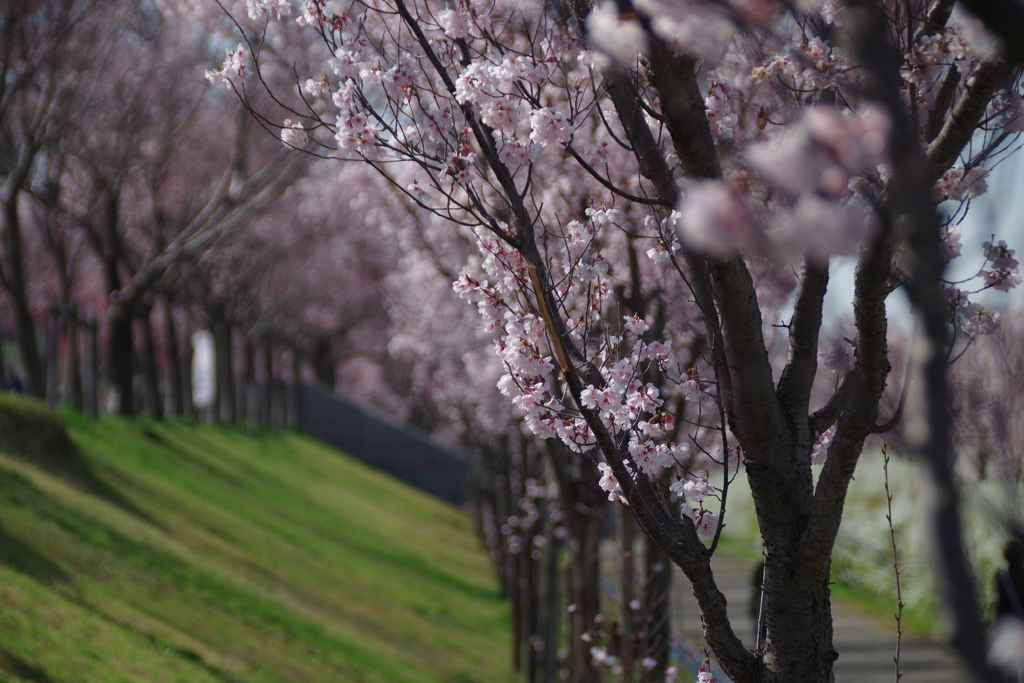 桜photo2