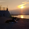 夕日とねこ2