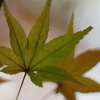 紅葉公園2