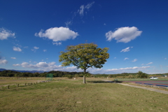 青空と木1