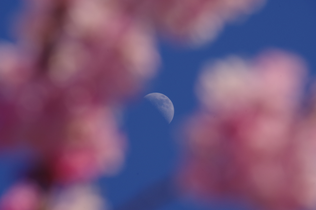 月と桜