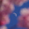 月と桜