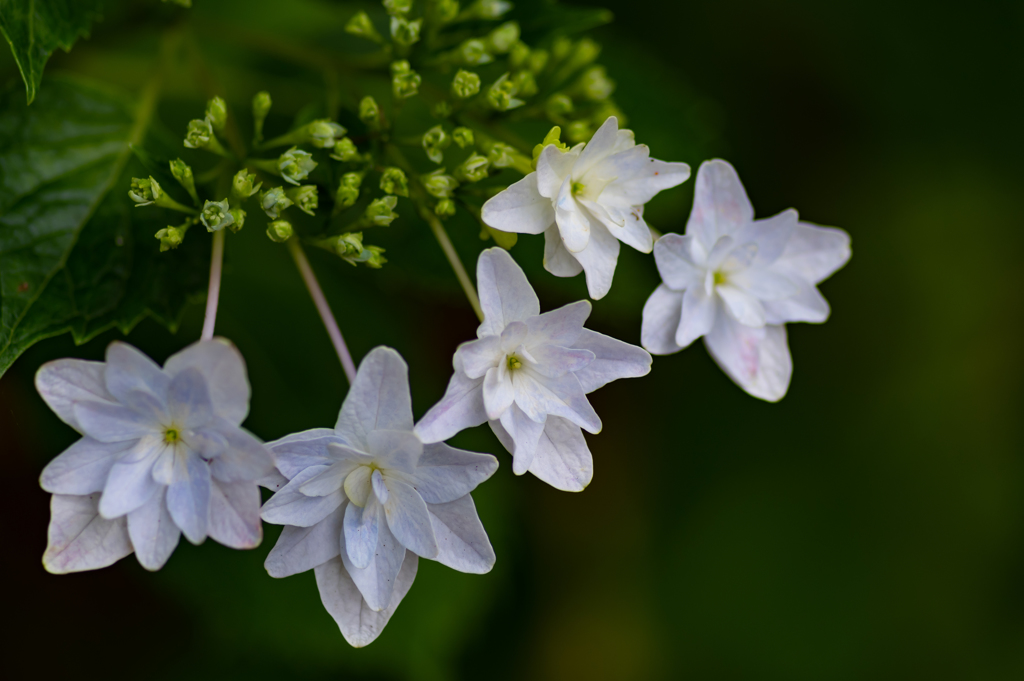 色とりどりの紫陽花　5