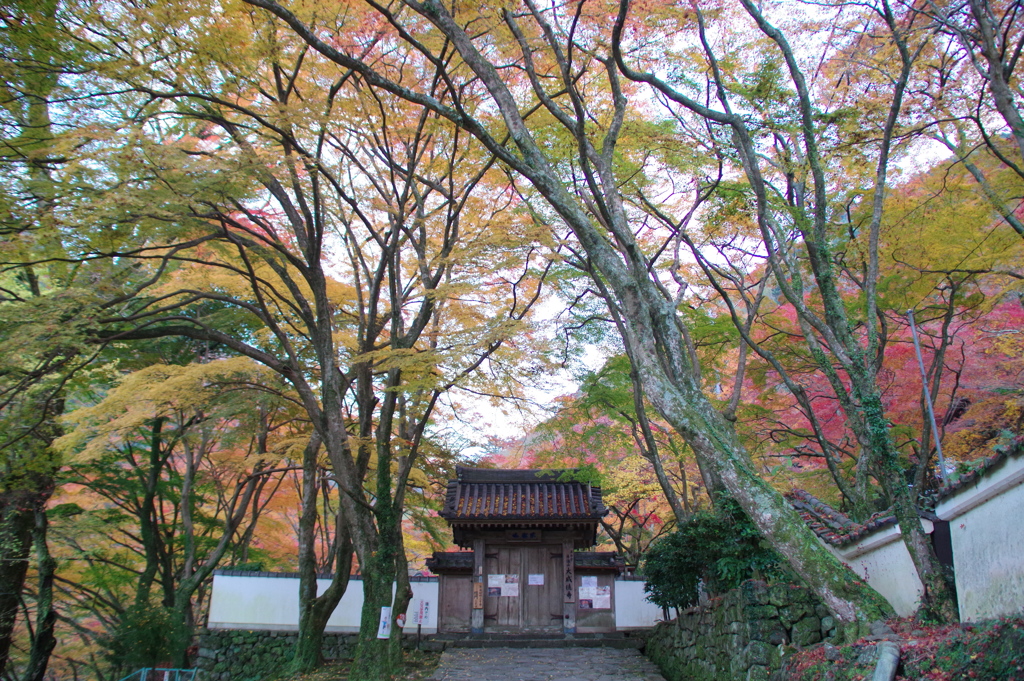 大威徳寺の紅葉8