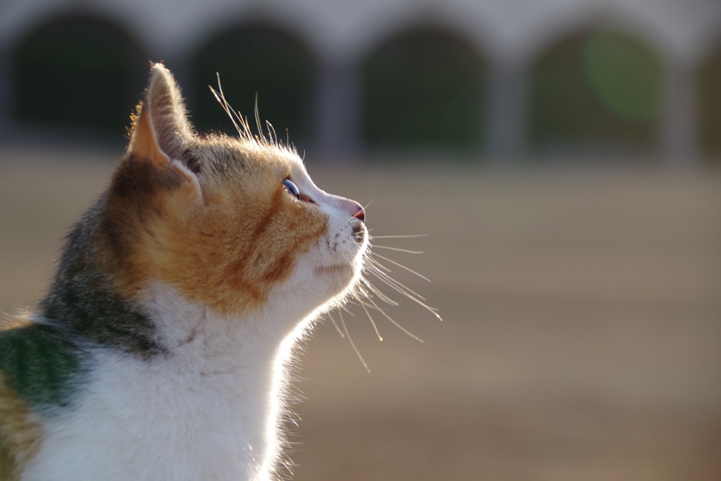 公園の猫3