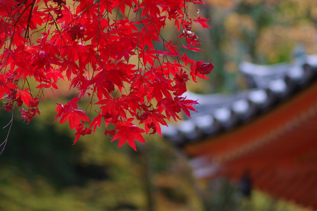 大威徳寺の紅葉5