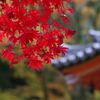 大威徳寺の紅葉5