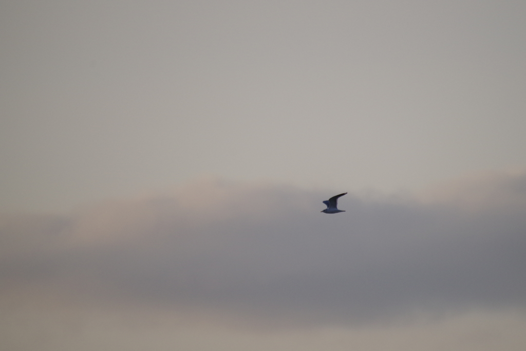 夕日と鳥1