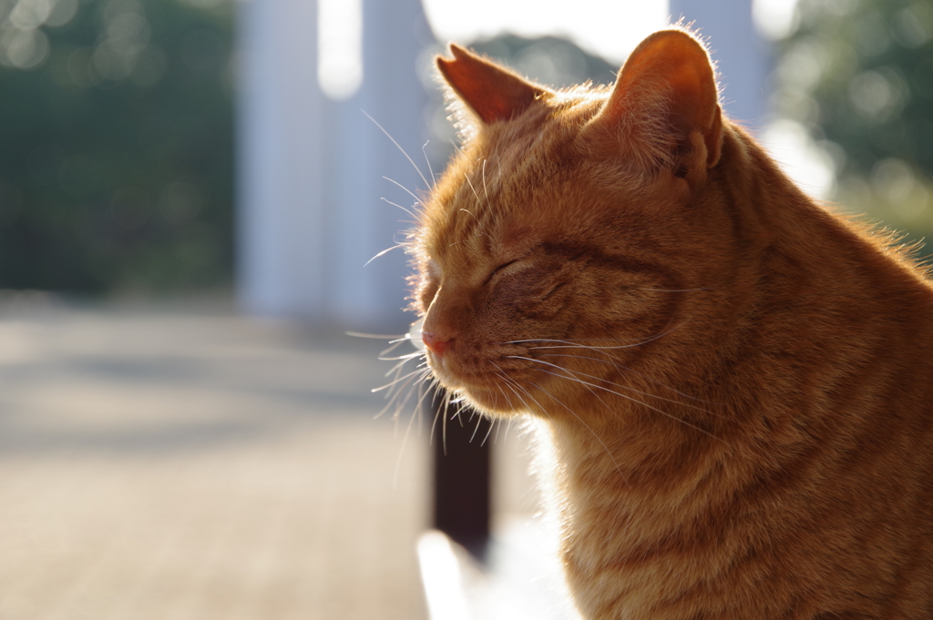 ねこちゃん　3