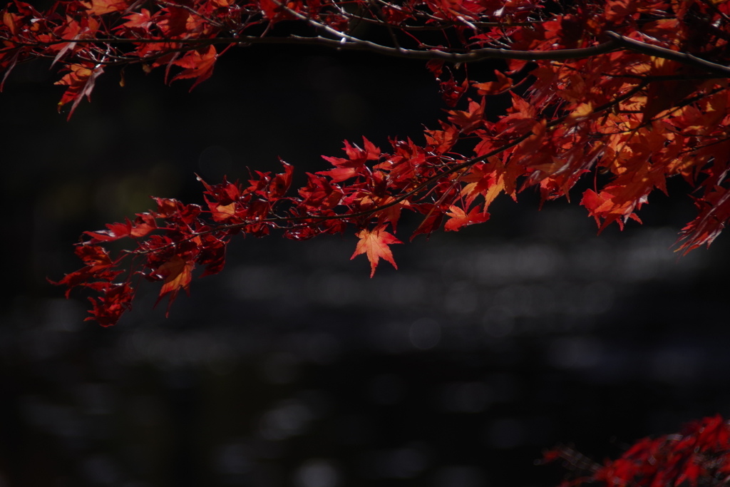 森林植物園の紅葉2