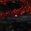 森林植物園の紅葉2