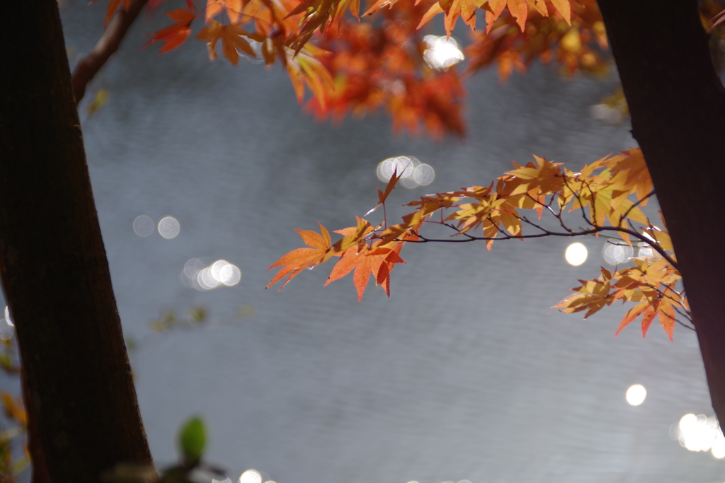 森林植物園の紅葉3