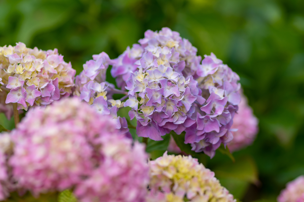 色とりどりの紫陽花　2