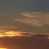 夕日と鳥　2