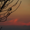 11月7日夕焼け2
