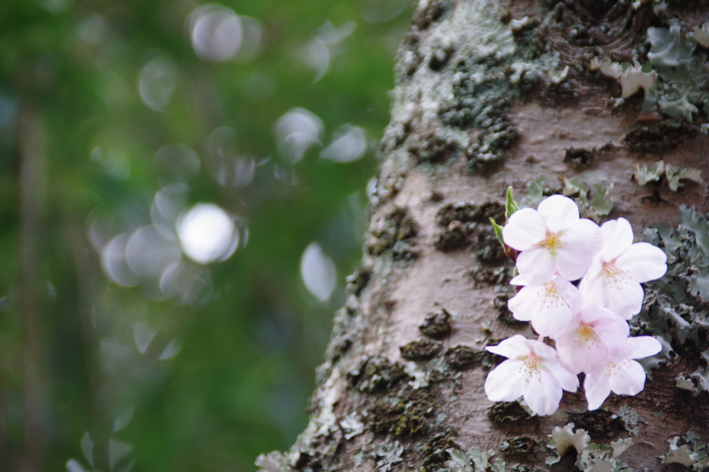桜散歩3