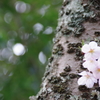 桜散歩3