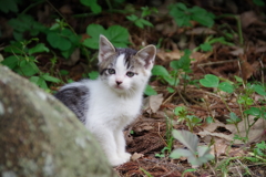 こねこ