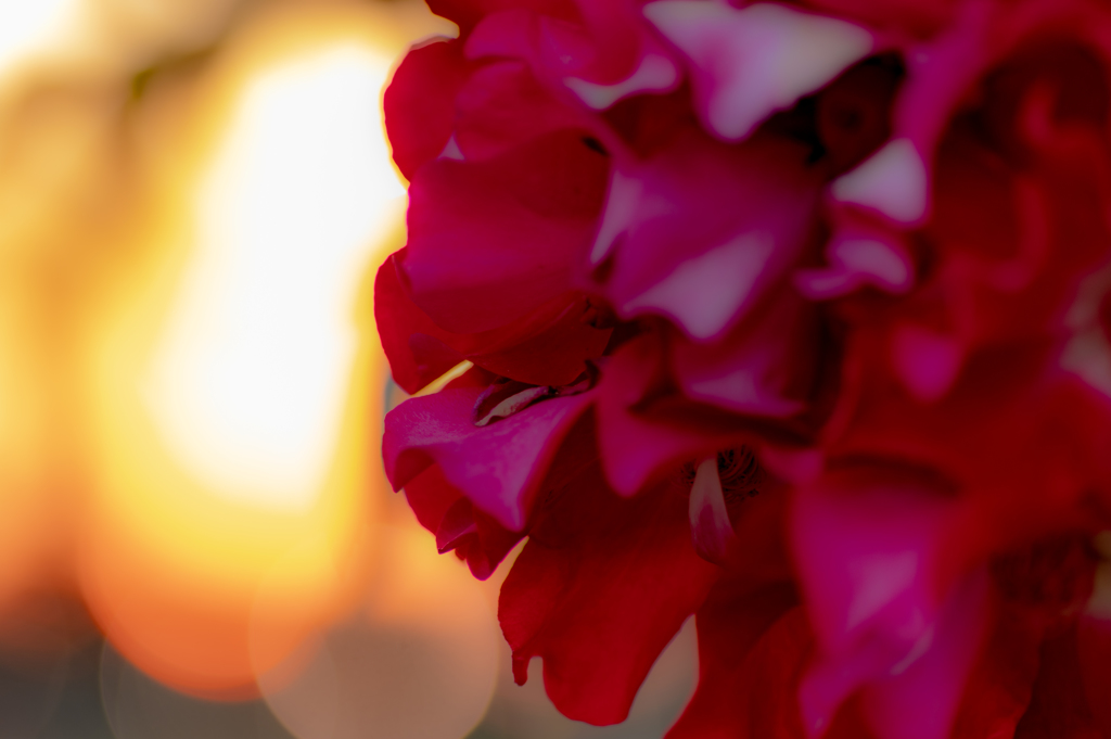 夕焼け薔薇　2