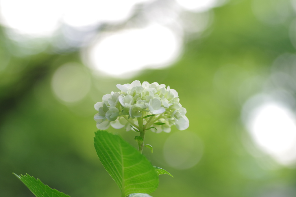 紫陽花白