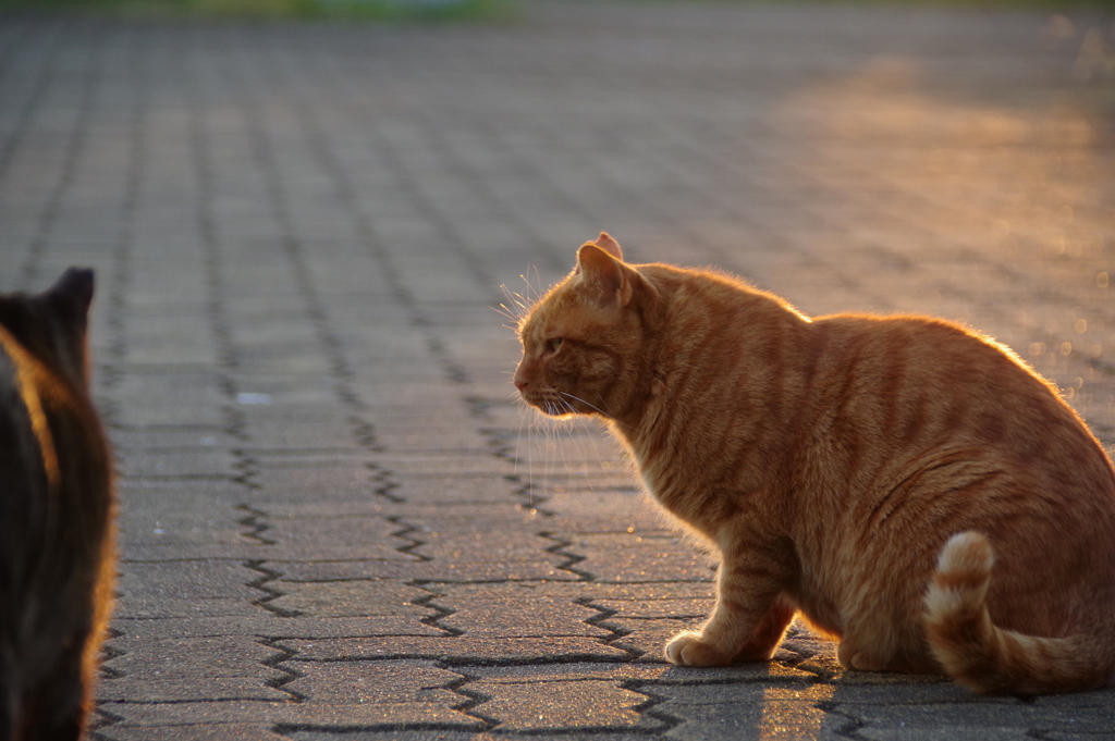 夕陽の中のねこ1